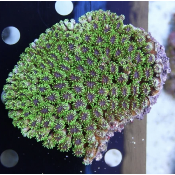 GALAXY CORAL